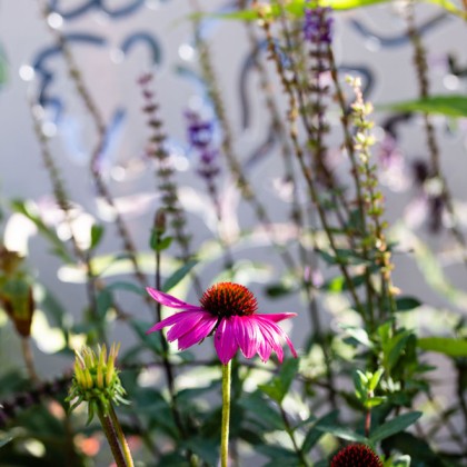 Rachel de Thame shares her favourite, dementia-friendly plants